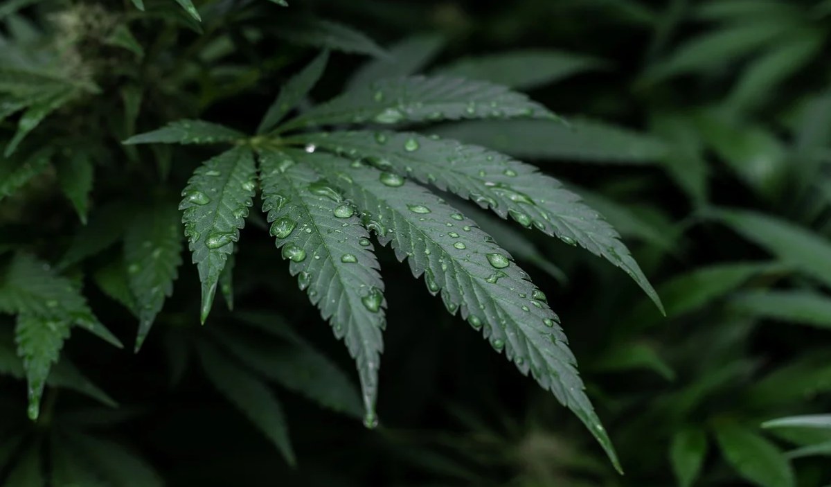 cannabis-light-calcio cannabis-light-calcio